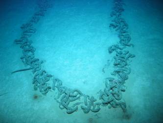 Chain cable from bow section on seabed